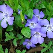 Fiori di Vinca minor dal colore classico