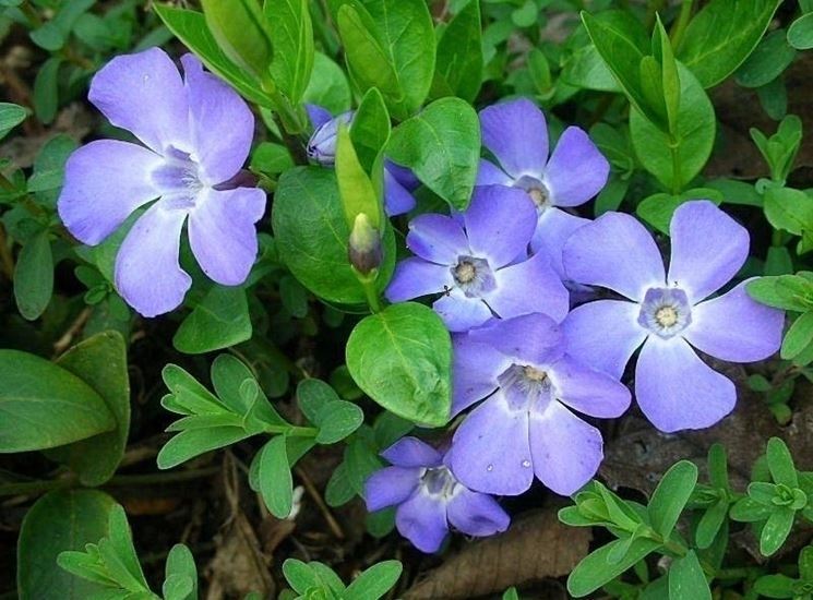 Fiori di Vinca minor dal colore classico