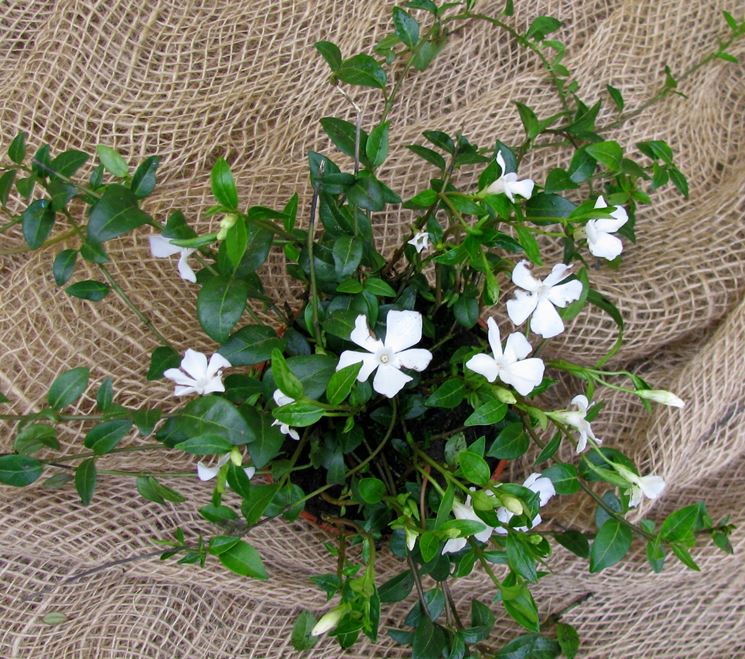 Vinca minor di colore bianco