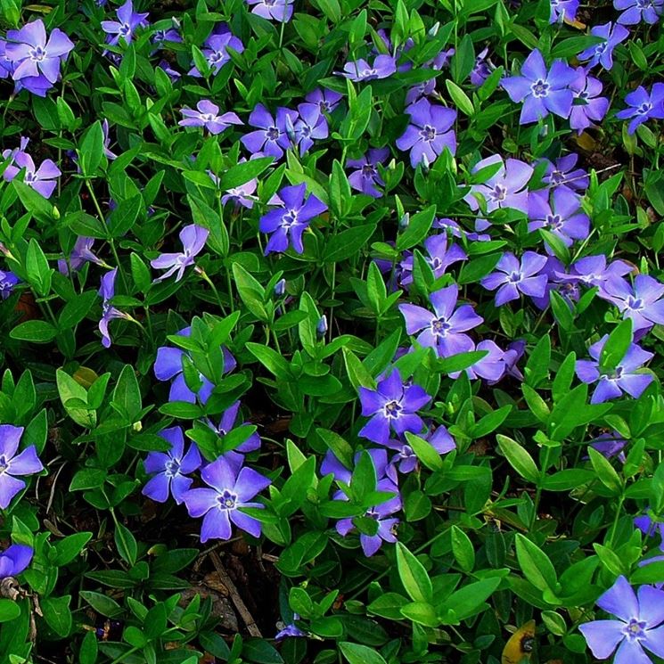 Vinca minor di color porpora