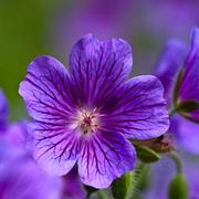 piante di violetta