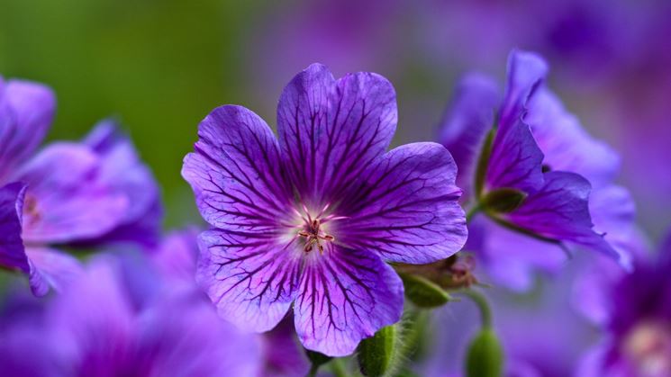 piante di violetta