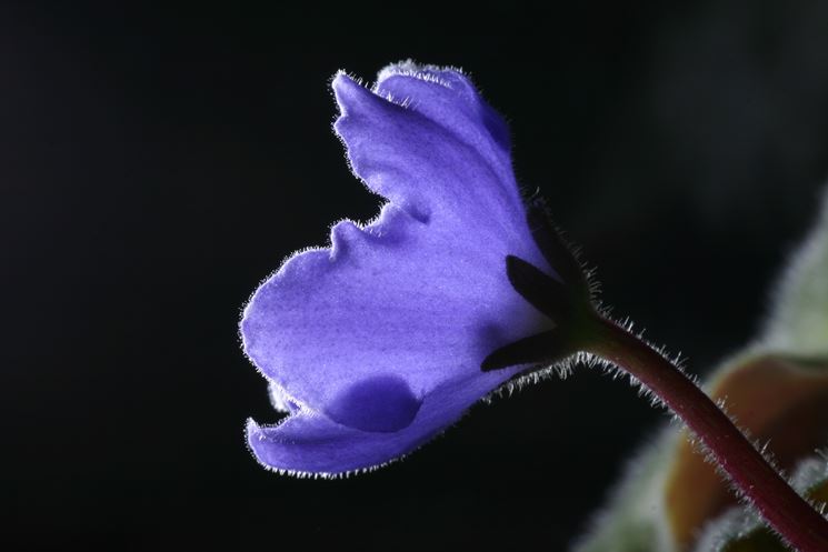 Fiore della violetta