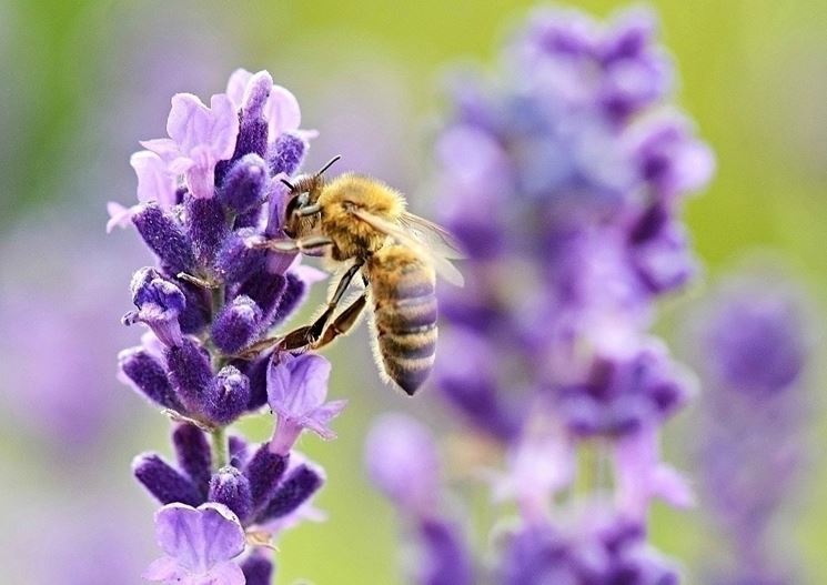 Lavanda