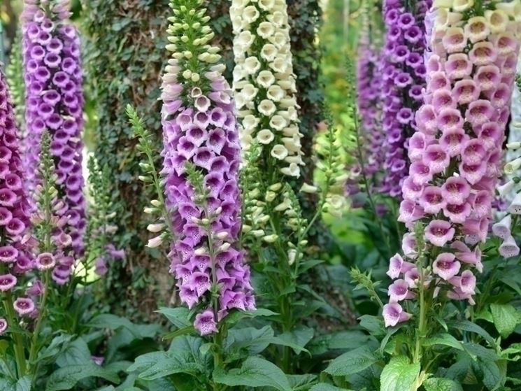 digitalis