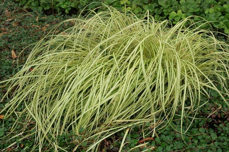 carex