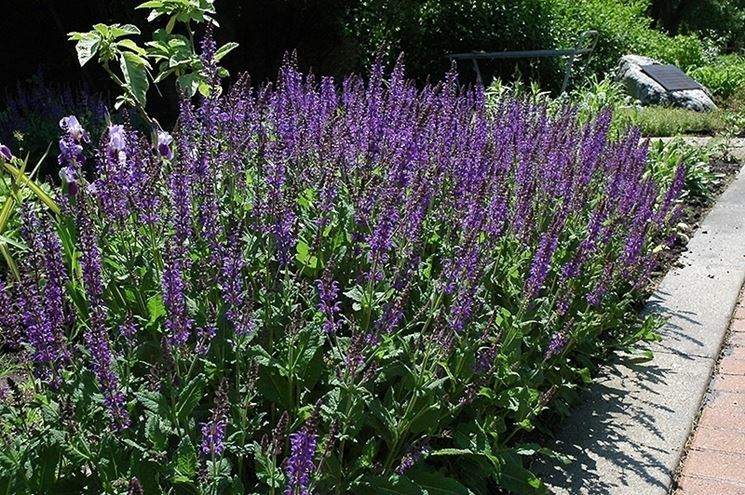 nepeta plant