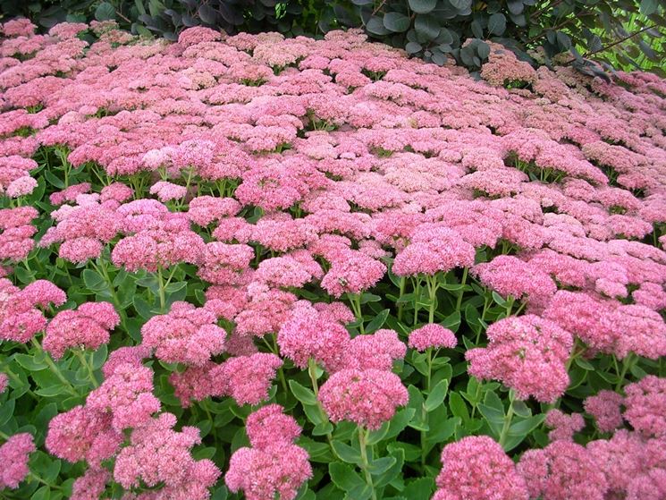 sedum