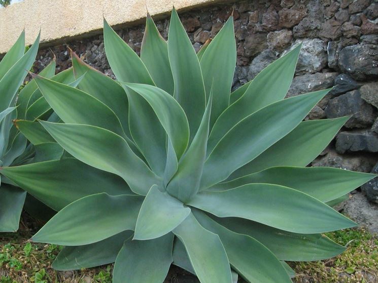 agave