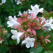 Fiori boccioli abelia