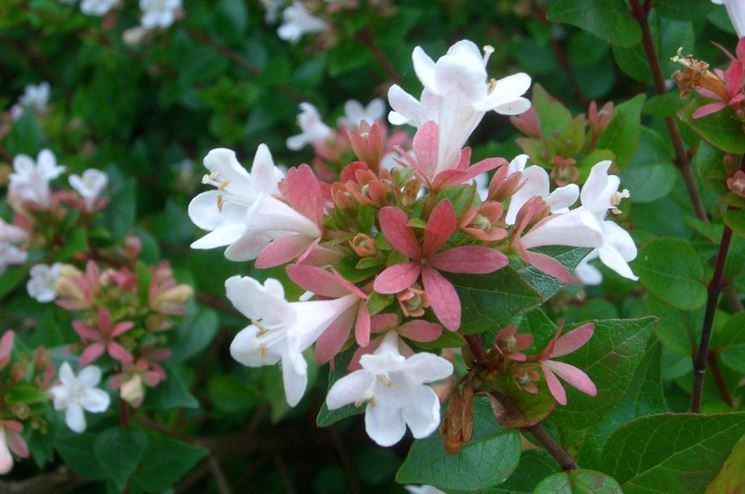 Fiori boccioli abelia