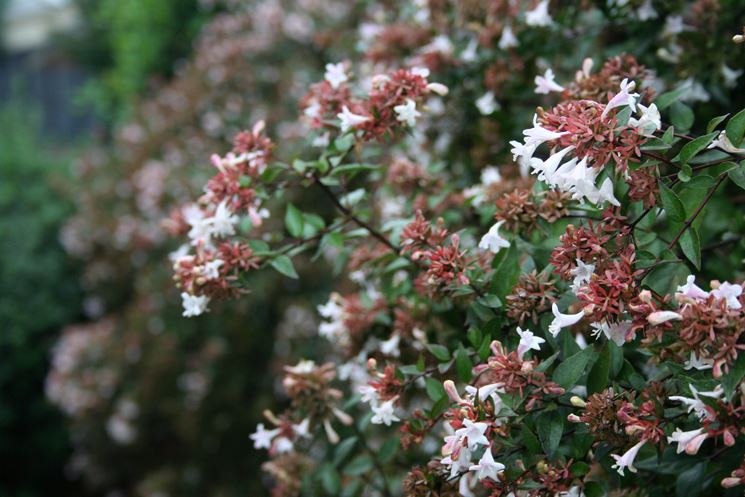 Fronde abelia