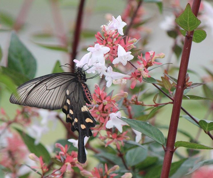 Fiori pianta abelia