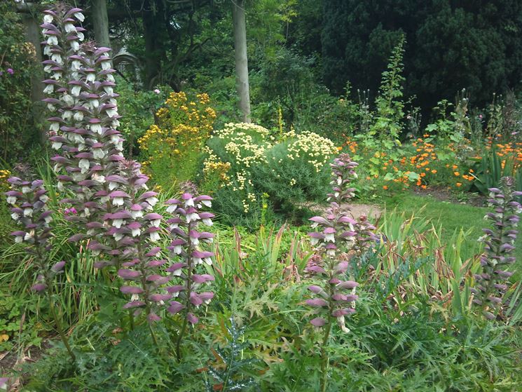 fiori di acanto