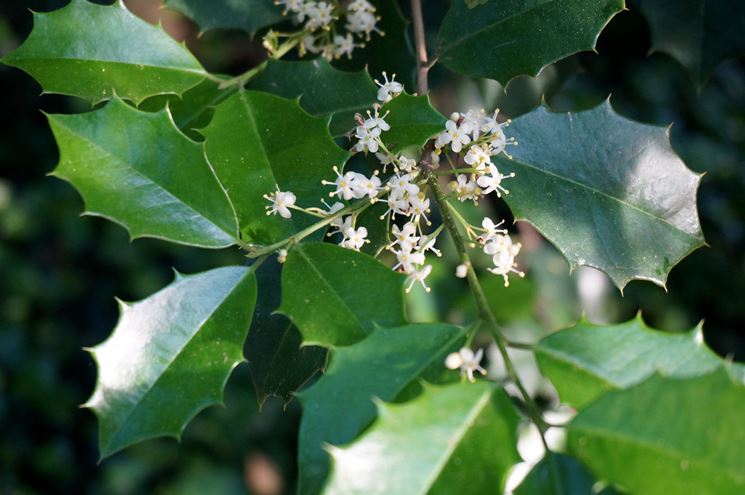 Agrifoglio fiore