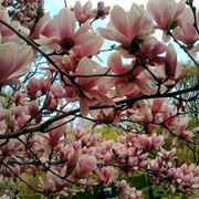 alberi in fiore