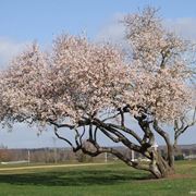 alberi fioriti