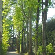 alberi da viali