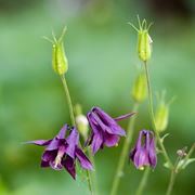 Aquilegia fioritura