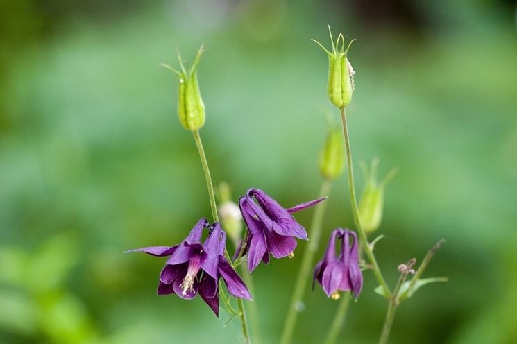 Aquilegia fioritura