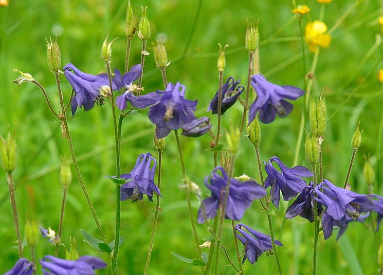 Aquilegia fiore
