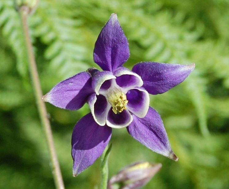 Germoglio aquilegia
