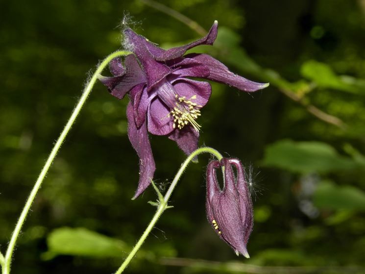Fiore piante giardino