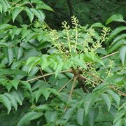 Foglie aralia elata