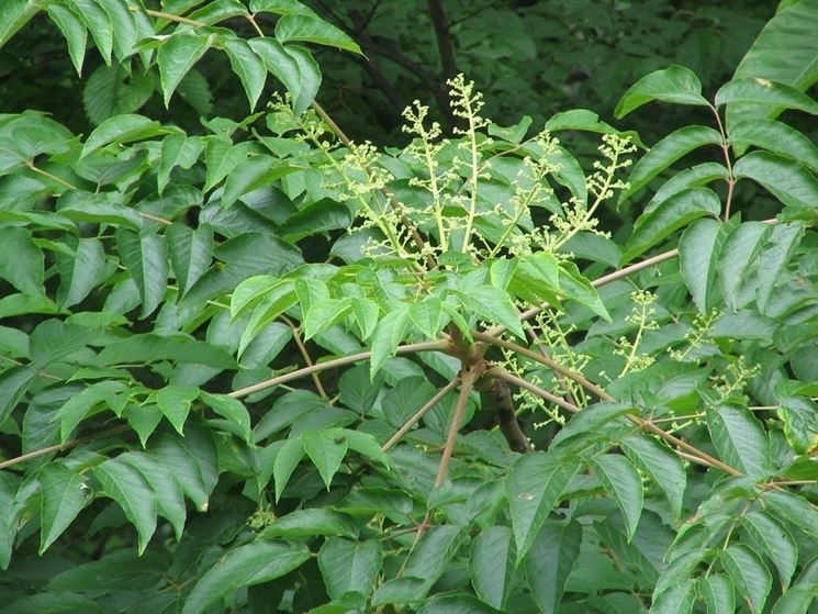 Foglie <strong>aralia</strong> elata