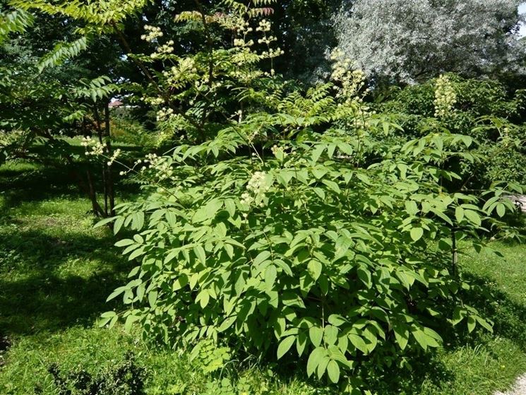 Aralia giardino