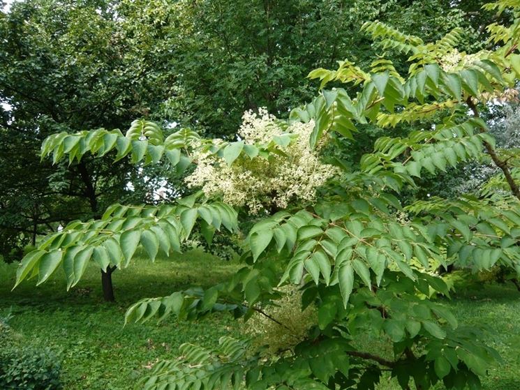 Piante giardino