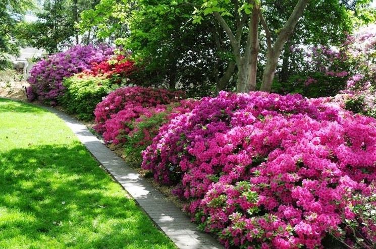 L'habitat ideale per l'azalea  in zone ombreggiate e al riparo di alberi e siepi