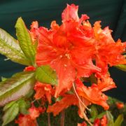 Azalea mollis