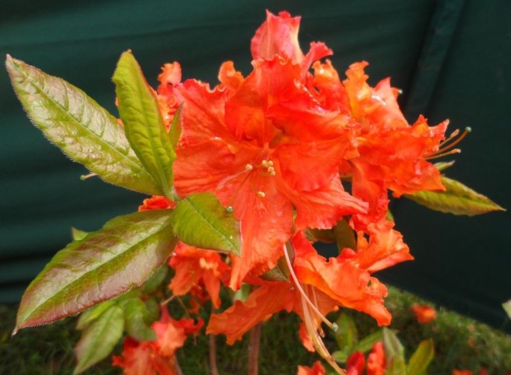 Azalea mollis