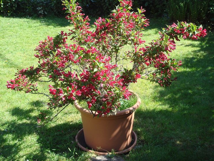 Azalea mollis