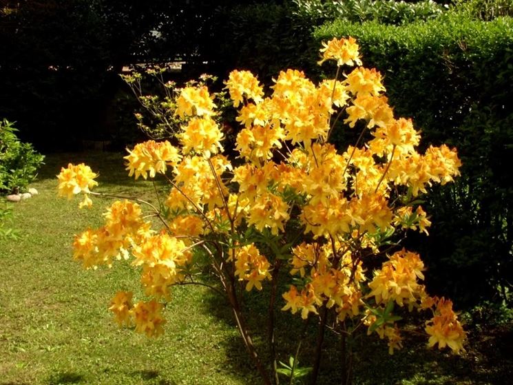 azalea gialla