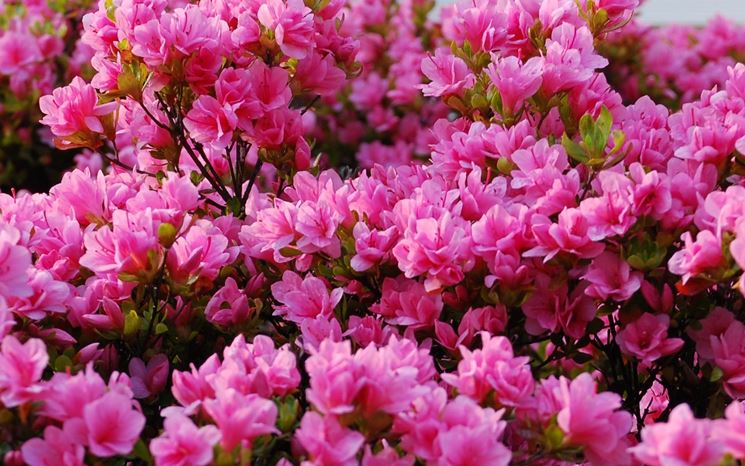 pianta azalea