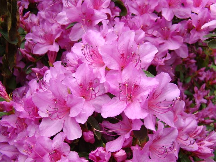 Fiore di un'azalea sana