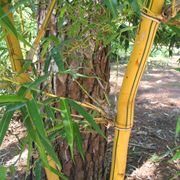 pianta bambù