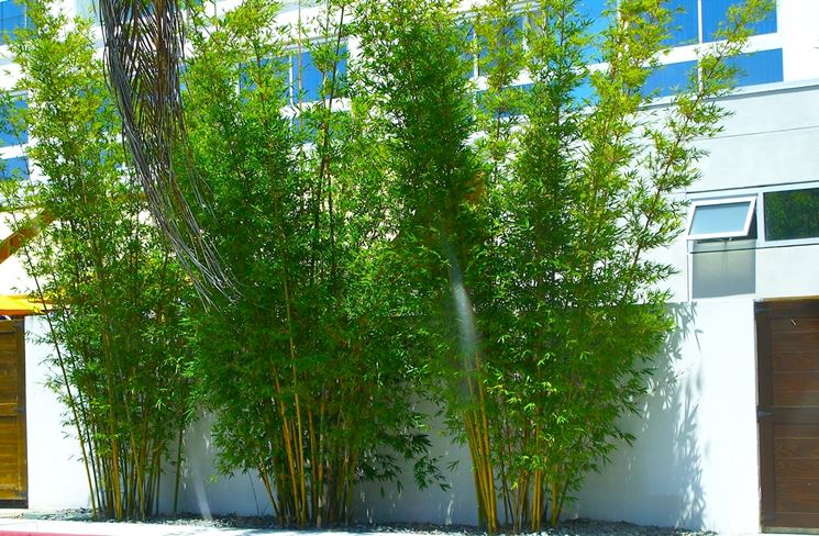 bambu nano