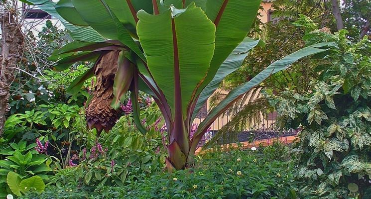 Ensete Ventricosum