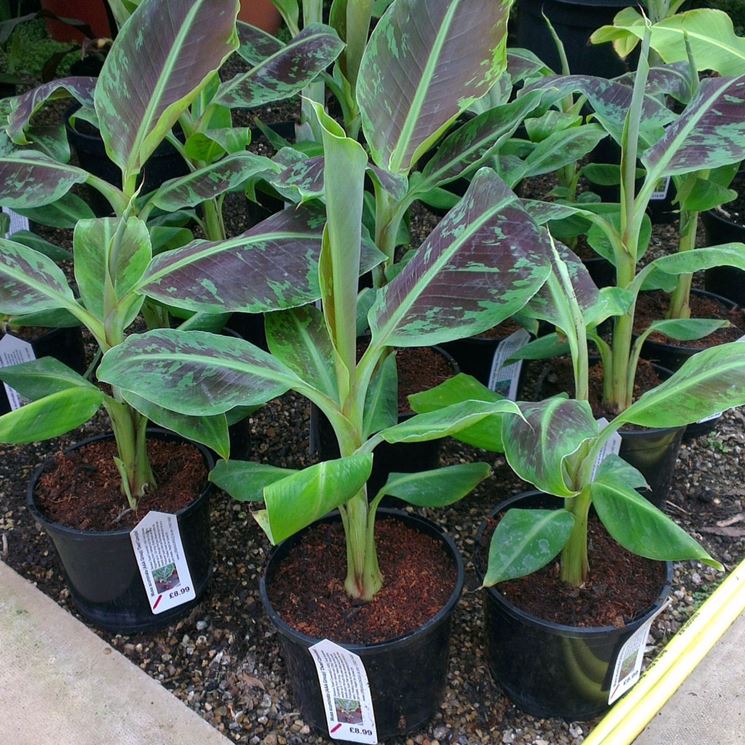 Musa acuminata Dwarf Cavendish