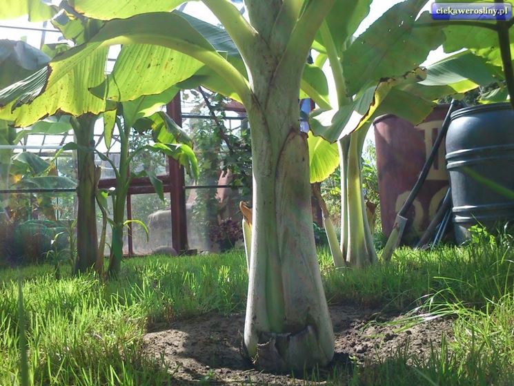 Ensete glaucum 