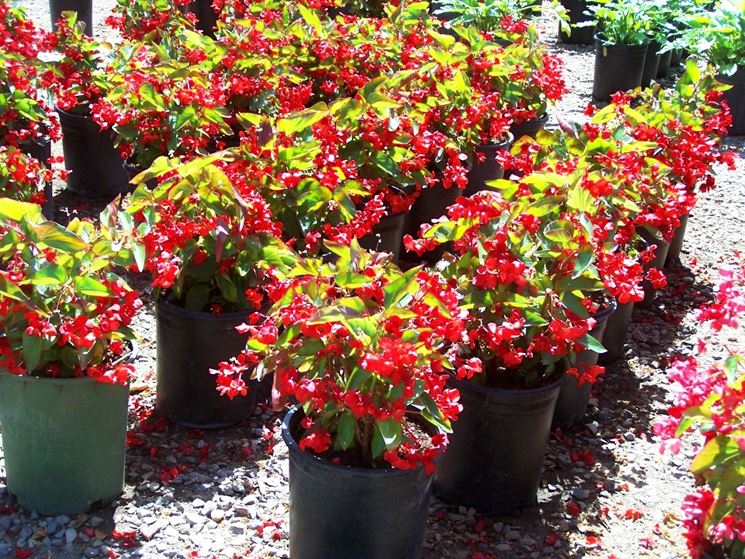 Begonia foglie