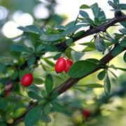 Berberis