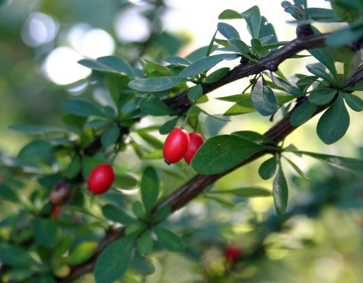 Berberis