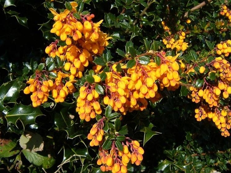 Berberis