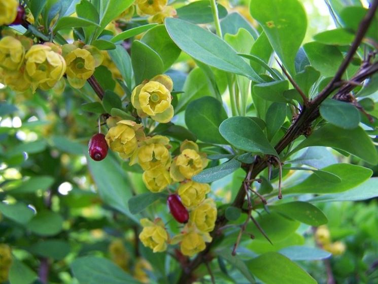 Berberis