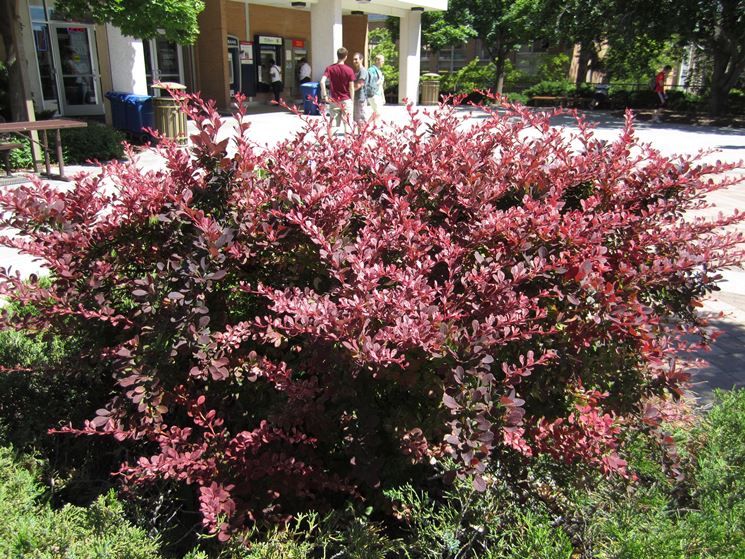 esposizione del berberis