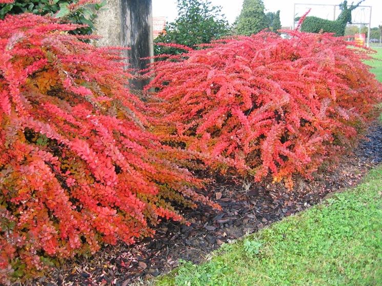 berberis thunbergii 